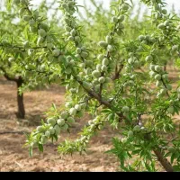 فروش نهال کبوده و صنوبرو گردو و بادام در نهالستان