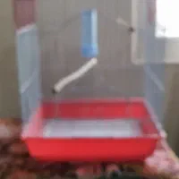 یک عدد قفس پرنده فوری|لوازم جانبی حیوانات|پاکدشت, پاکدشت (مامازند)|دیوار