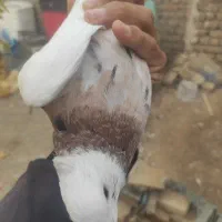 طوقی پرنده کبوتر|پرنده|اسفرورین, |دیوار