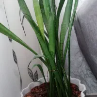 گیاه طبیعی|گل و گیاه طبیعی|قم, پردیسان|دیوار