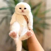 گربه اسکاتیش و بریتیش