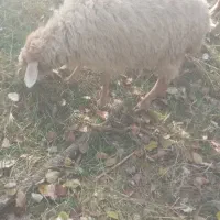 ۵ عدد توغلو ماده|حیوانات مزرعه|پارس‌آباد, |دیوار