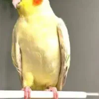 جفت مرغ عشق و یک عدد عروس هلندی