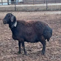 فروش دو راس میش هترو