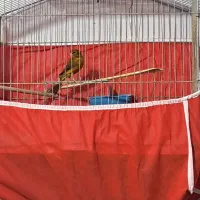 فروش قناری نر و یک جفت قناری باغی