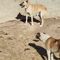 ماده سرابی شکم پر