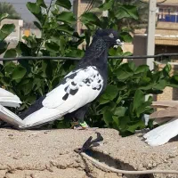 کبوتر نر سینه سیاه|پرنده|حمیدیه, |دیوار