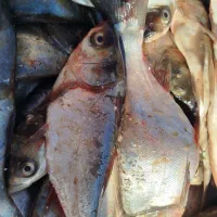 ماهی تازه|خوردنی و آشامیدنی|مشهد, کارمندان دوم|دیوار