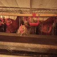مرغ تخمگذار نژاد گلپایگانی اصلاح نژاد شده