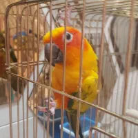 طوطی خورشیدی