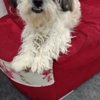 واگذاری سگ شیتزو