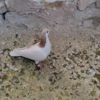 ۷تا ماده رنگی|پرنده|اسفراین, |دیوار