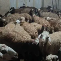 فروش میش وبره|حیوانات مزرعه|سنقر, |دیوار