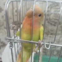 یک  جفت طوطی برزیلی دستی