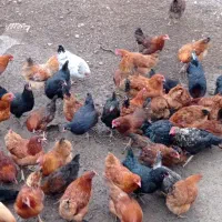 مرغ محلی نه ماهه