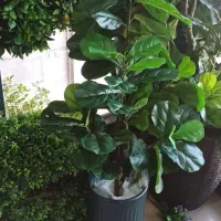 گلهای  خارجی درجه یک نقد واقساط|گل مصنوعی|کنگاور, |دیوار