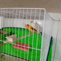 جفت قناری رو تخم جوجه رسون