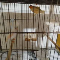 چند جفت قناری اماده|پرنده|میناب, |دیوار