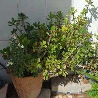 گل حیاط