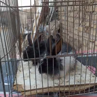 بچه خرگوش نروماده|موش و خرگوش|تربتحیدریه, پایانه مسافربری تربت حیدریه|دیوار