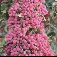 نمایندگی کود ارگانیک سبوسیب محرک رشد/هیومیک اسید