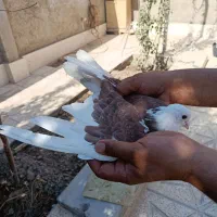 کفتر سفید مهر پشتار ...
