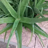 گل آلوئه ورا