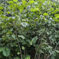 فروش فندق ریشه پرس