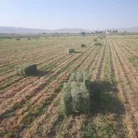 یونجه و کاه گندم کاه لوبیا