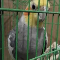 فروش یک عدد عروس هلندی نر|پرنده|خرمدره, |دیوار