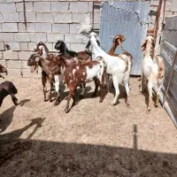 سلام ده عدد تیشتر بز افغانی