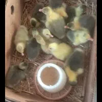 فروش تخم نطفه دار غاز و جوجه غاز و بوقلمون|حیوانات مزرعه|قائم‌شهر, |دیوار