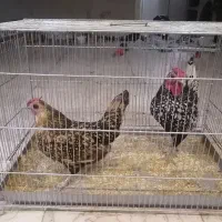 جفت مرغ و خروس سبرایت با قفس حرفه ای