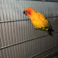 جفت خورشیدی مولد دستی و آروم|پرنده|کاشمر, |دیوار