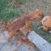 فروش سگ پا کوتاه