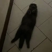 گربه اسکاتیش