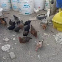 مرغ و خروس