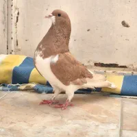 کبوتر یا کفتر|پرنده|شیراز, گلستان|دیوار