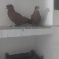 کبوتر رواعب تعویض با ماده