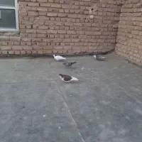 کبوتر|پرنده|نیشابور, فضل|دیوار