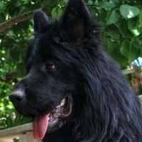 ژرمن نر ۲ ساله