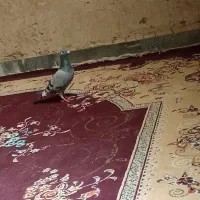 کبوتر مینا سبز