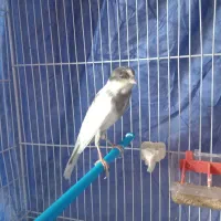 فروش یک عدد قناری نر درشت و بخون|پرنده|قائمشهر, |دیوار