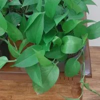 گل پتوس|گل و گیاه طبیعی|پرند, فاز ۳|دیوار