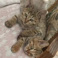 واگذاری رایگان بچه گربه نَر