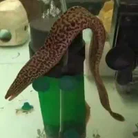 تایگر مورای