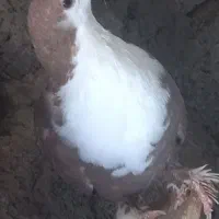 لایه سیندق|پرنده|کشکوئیه, |دیوار