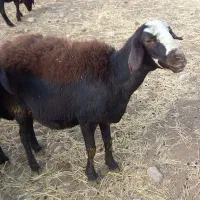 شیشک کله سفید یه دندون