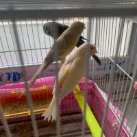 ۴ عدد قناری ماده سوپر آماده