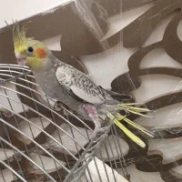 جوجه عروس هلندی مناسب برای اهلی کردن|پرنده|بناب, |دیوار